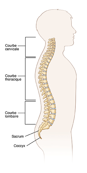 Image de la colonne vertébrale montrant la courbe cervicale, la courbe thoracique, la courbe lombaire, le sacrum et le coccyx