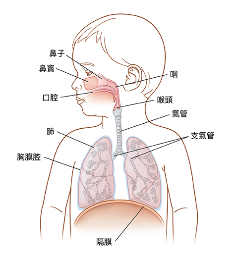 兒童頭部轉向一側的前視圖,顯示上下呼吸系統。